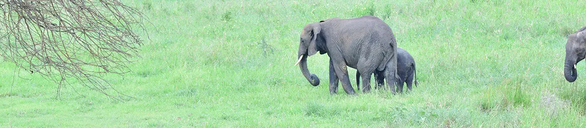Tarangire national park