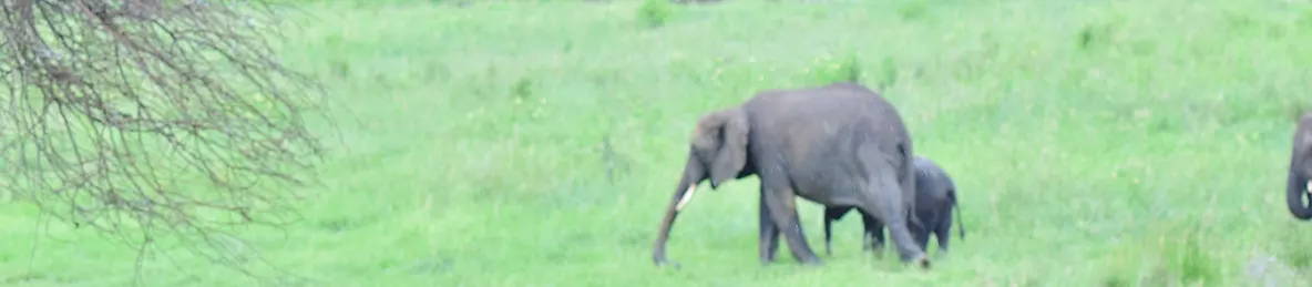Tarangire national park