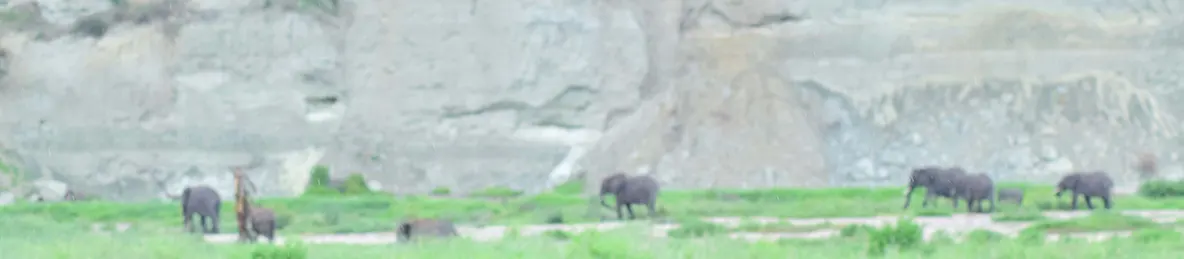 Tarangire national park