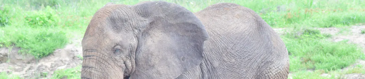 Tarangire national park