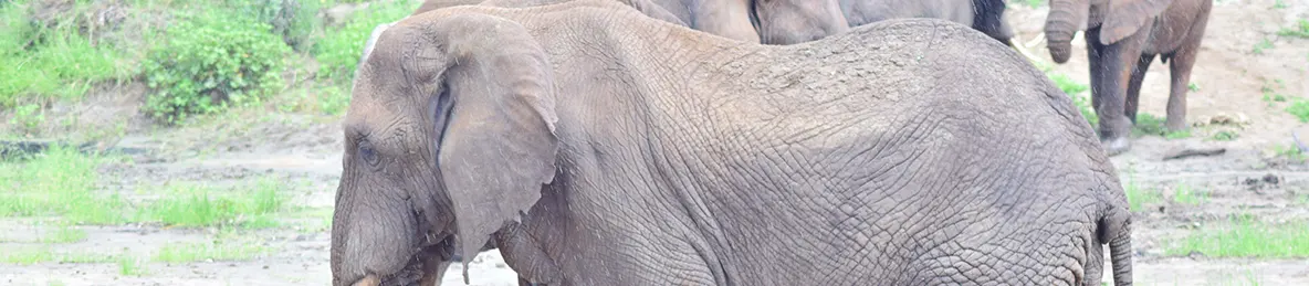 Tarangire national park