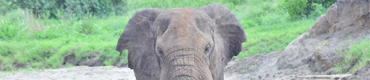 Tarangire national park