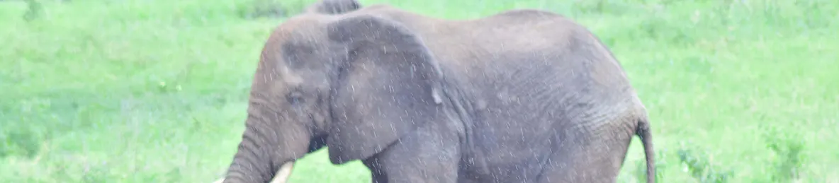 Tarangire national park