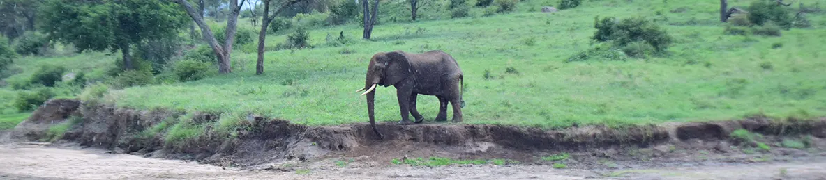 Tarangire national park