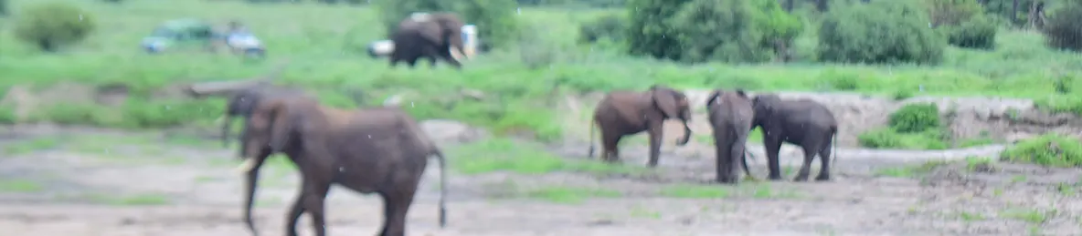 Tarangire national park