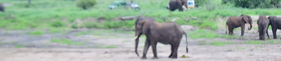 Tarangire national park