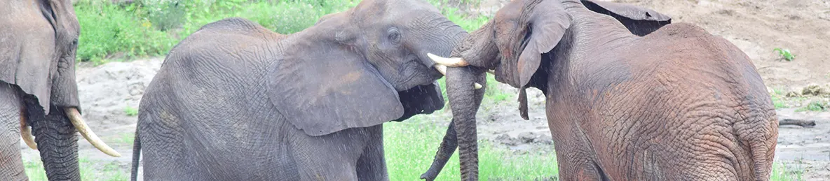 Tarangire national park