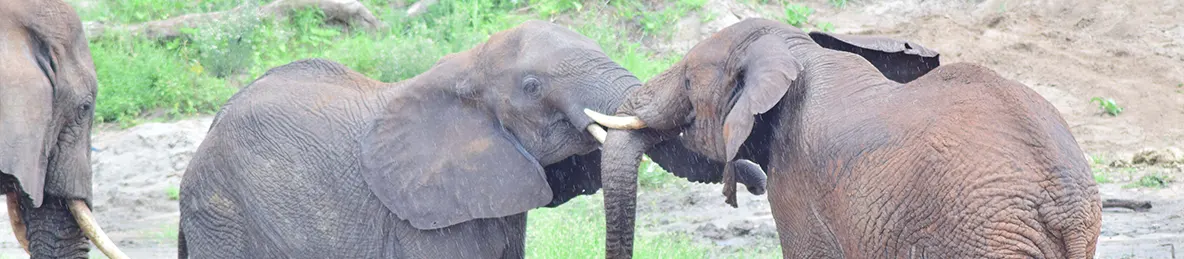 Tarangire national park