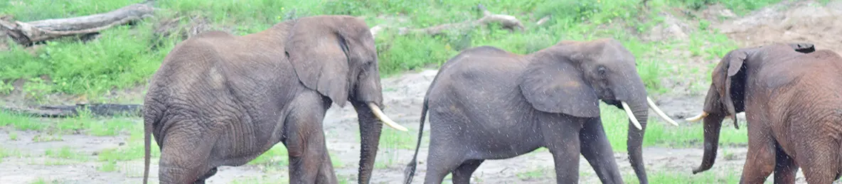 Tarangire national park