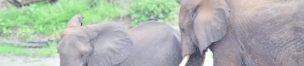 Tarangire national park