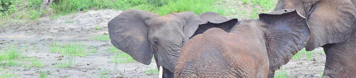 Tarangire national park
