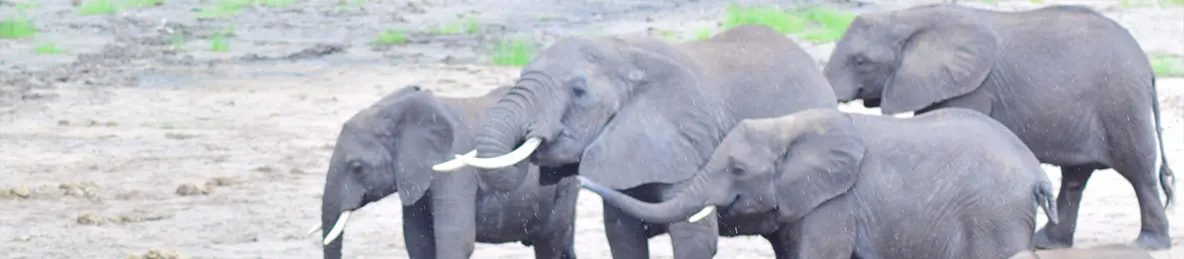 Tarangire national park