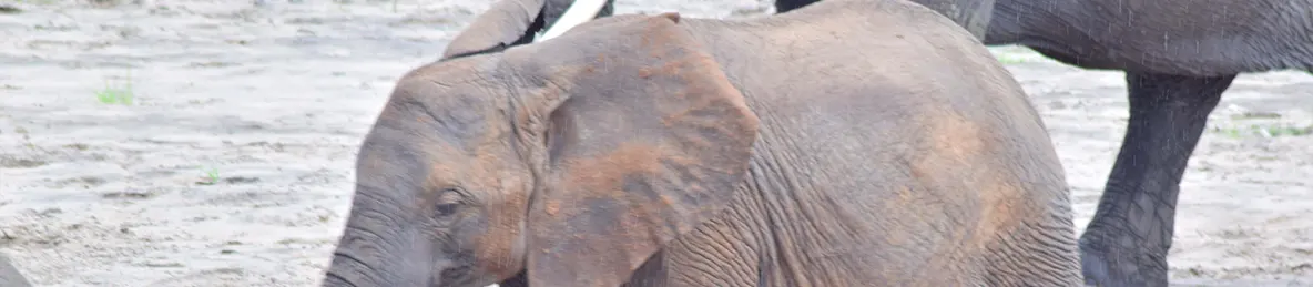 Tarangire national park