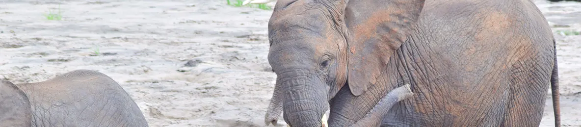 Tarangire national park