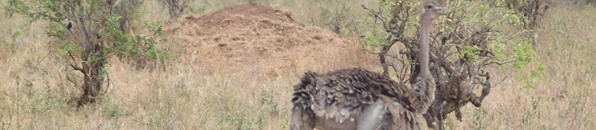 Tarangire national park