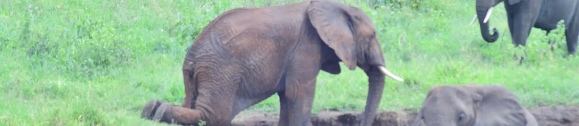 Tarangire national park
