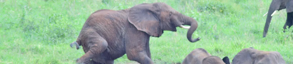 Tarangire national park