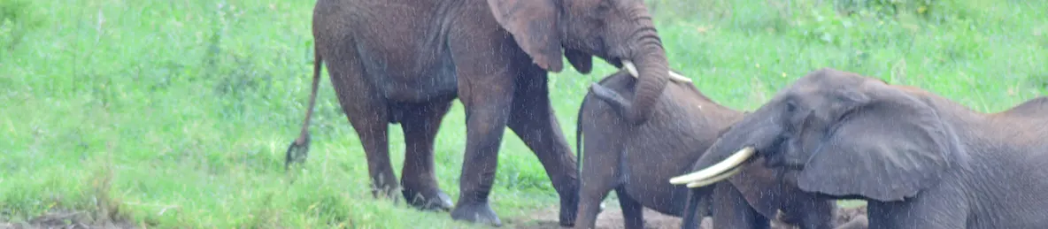 Tarangire national park