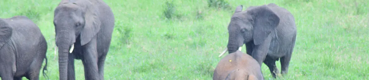 Tarangire national park