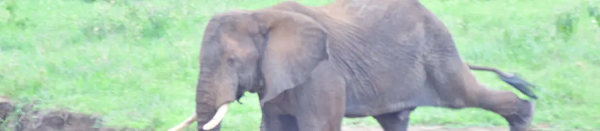 Tarangire national park