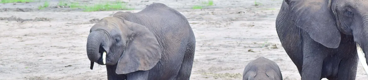 Tarangire national park