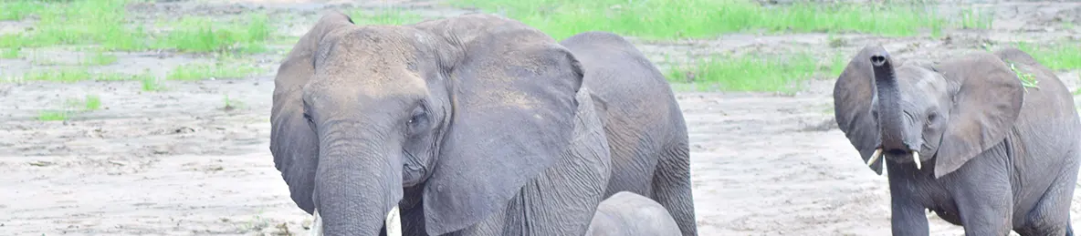 Tarangire national park