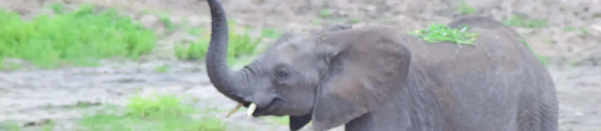 Tarangire national park