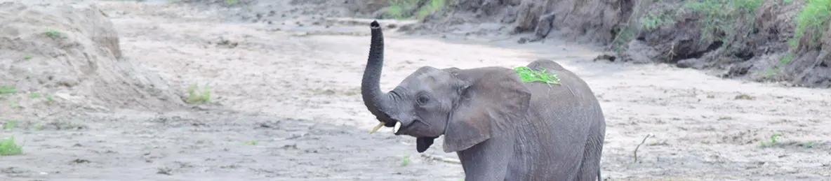 Tarangire national park