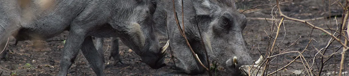Tarangire national park