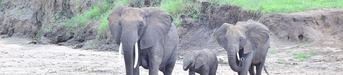 Tarangire national park