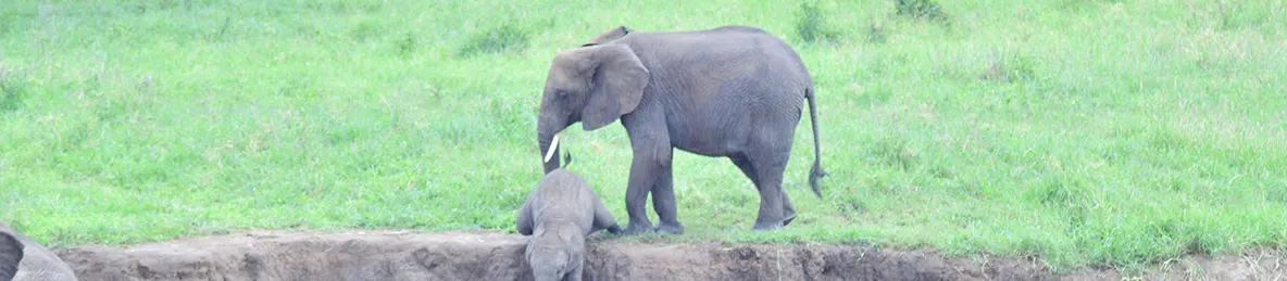 Tarangire national park