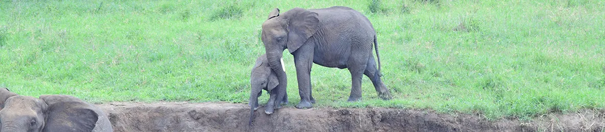 Tarangire national park