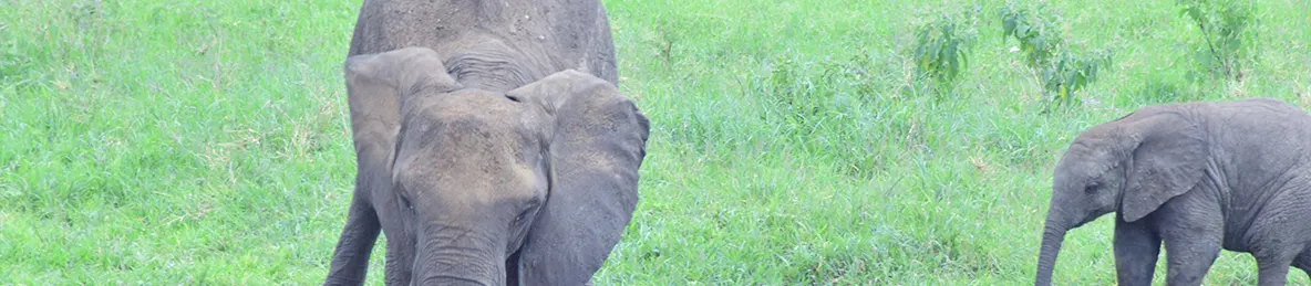 Tarangire national park