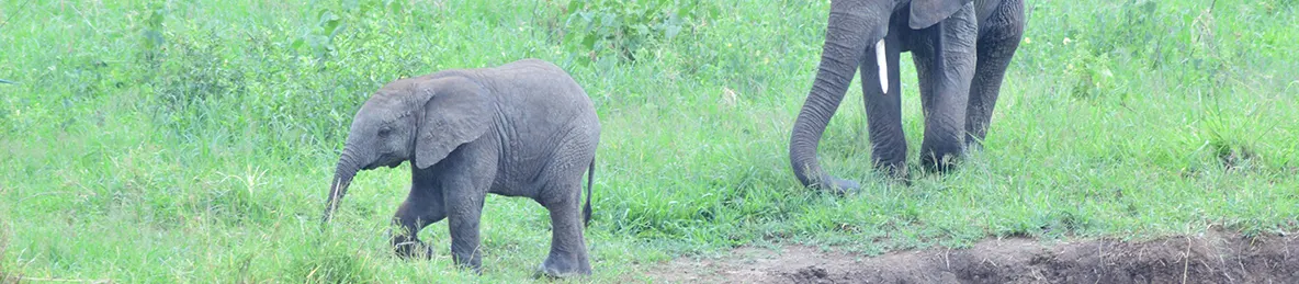 Tarangire national park