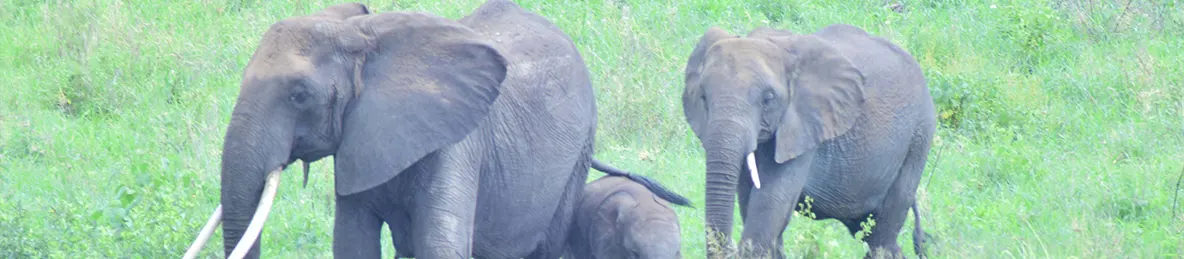 Tarangire national park