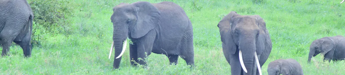 Tarangire national park