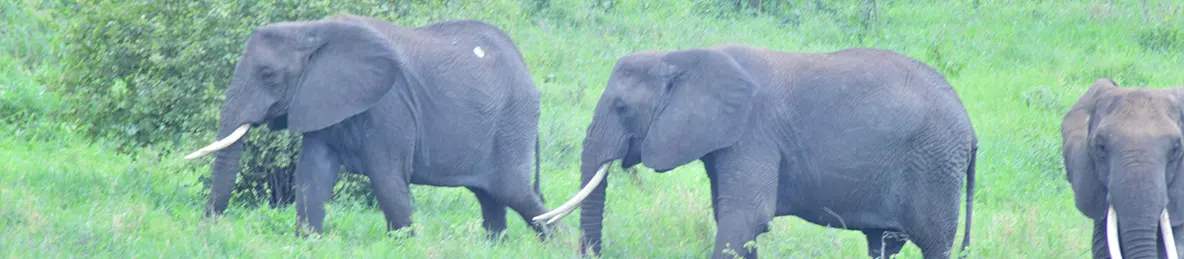 Tarangire national park