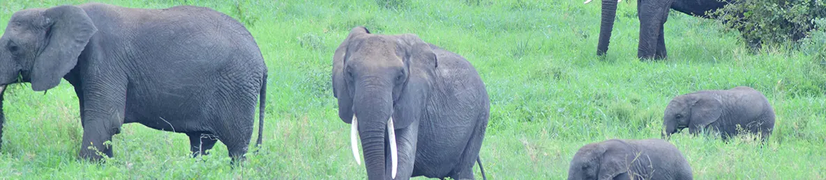 Tarangire national park
