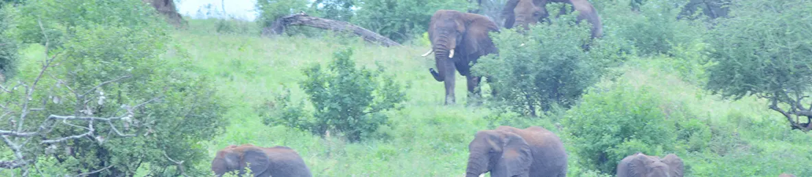Tarangire national park