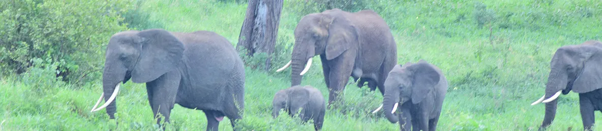 Tarangire national park