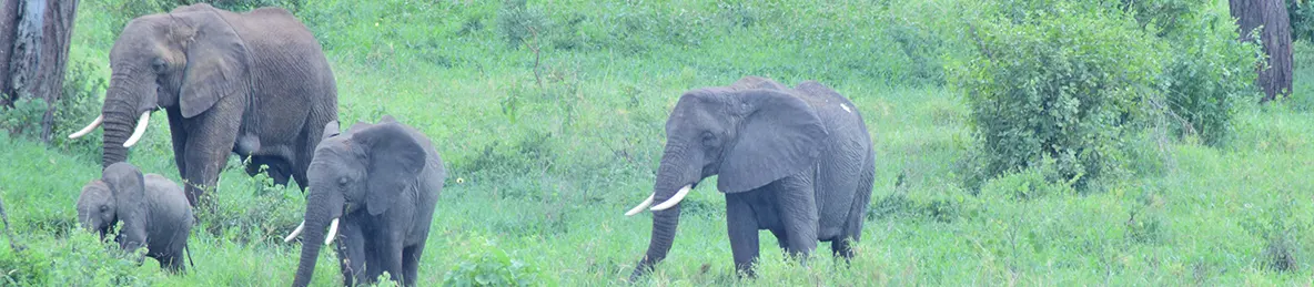 Tarangire national park
