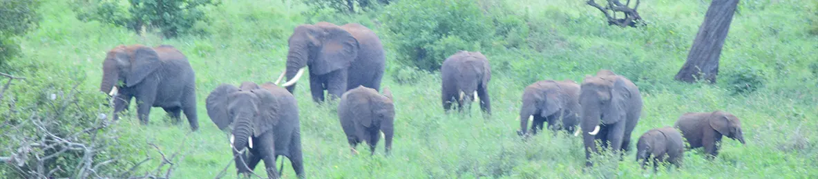 Tarangire national park