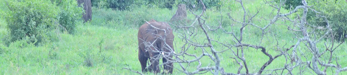 Tarangire national park
