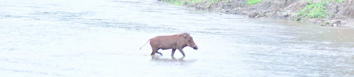 Tarangire national park