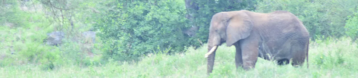 Tarangire national park