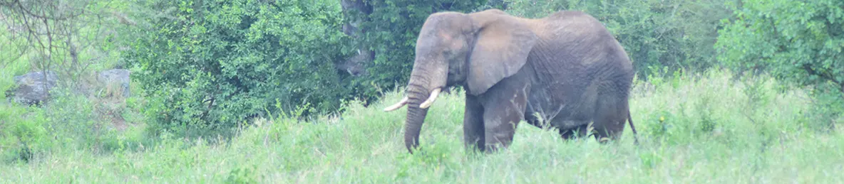 Tarangire national park
