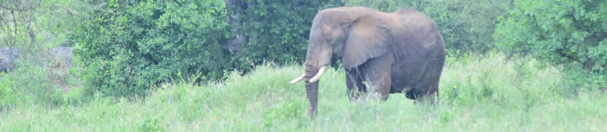 Tarangire national park