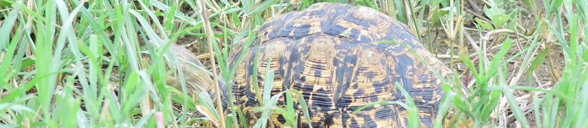 Tarangire national park
