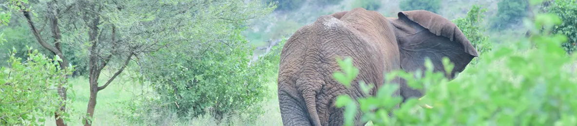 Tarangire national park