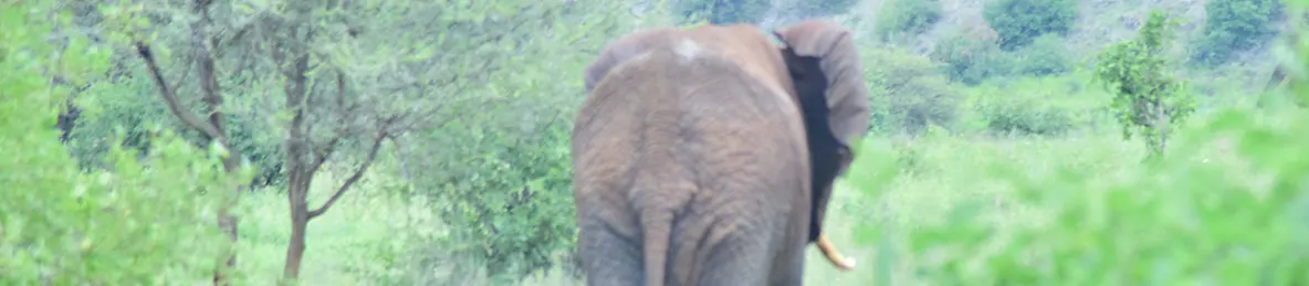 Tarangire national park